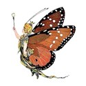 fairy butterfly