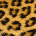 Leopardo