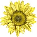 lisaminor_yardwork_sunflower_b