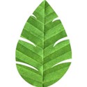 Leaf 03