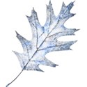 blue oak leaf