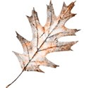 oak leaf brown_edited-1