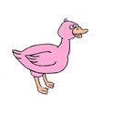 Pink Duck