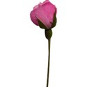 stem rose