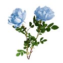 rose blue