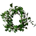 ivy circle