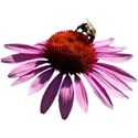 Echinacea 1