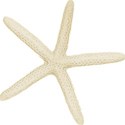 Ivory Starfish