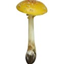 mushroom