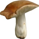 mushroom2