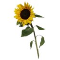 sunflower (3)