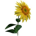 sunflower (2)