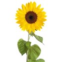 sunflower (5)