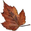 leaf 6