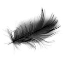Black Feather 01