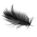 Black Feather 02