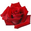 Rose Sticker