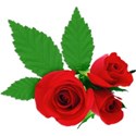 Roses Sticker 01