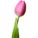 tulips s