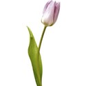 tulips li
