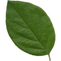 kfd_FB_Leaf