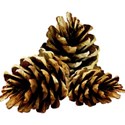 pinecones