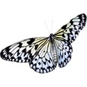 butterfly 2