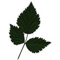 leaves 2