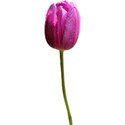 tulip 7