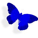 blue butterfly