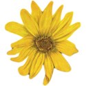 free vintage image_sweet sunflower