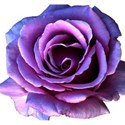 PurpleRose2png