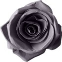 paperrose