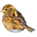 MRD_SweetBambino_yellow bird
