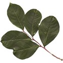 cwJOY-AutumnLove-leaf10