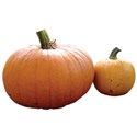 cwJOY-AutumnLove-pumpkins2