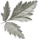aw_bandit_leaves gray