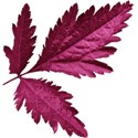 aw_bandit_leaves magenta