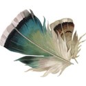 Feathers