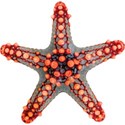 cwJOY-BytheSea-starfish3