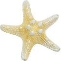 cwJOY-BytheSea-starfish5