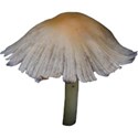 JAM-OutdoorAdventure-mushroom2
