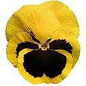 pansy yellow