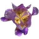 Iris mauve 2