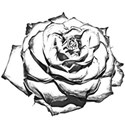 rose_cutout