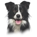 border-collie (3)