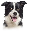 border-collie (5)