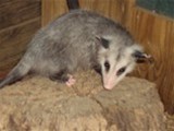 Porky Possum