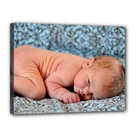 Baby Beckett - Canvas 16  x 12  (Stretched)