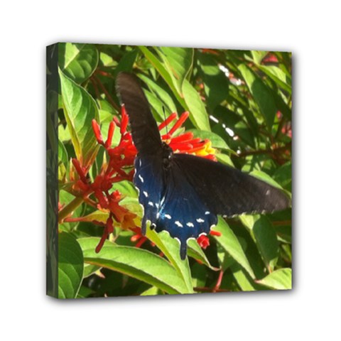 butterfly red - Mini Canvas 6  x 6  (Stretched)